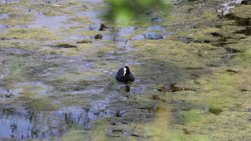 Eurasian Coot Swimming in a Pond Covered with Green Algae