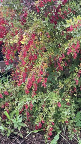 Barberry bush with berries. Vertical. Berberis vulgaris