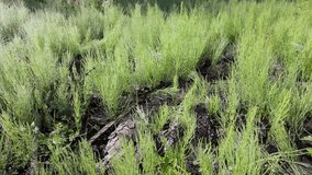 Frost pine sprouts in an alpine meadow during spring sunrise. High quality 4k footage - Powered by Shutterstock - Get 15% off with code: PIKWIZARD15