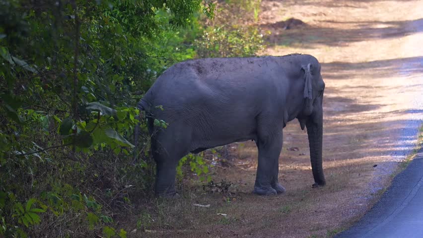 Its body is gray, its snout is called the trunk. The trunk of the Asian elephant has only one beak. Nakhon Ratchasima, Thailand.