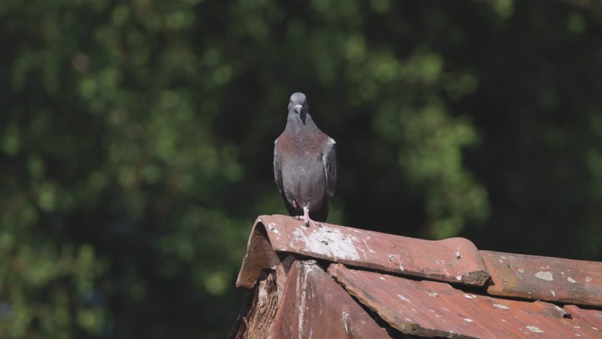 Young city pigeon on a tiled roof