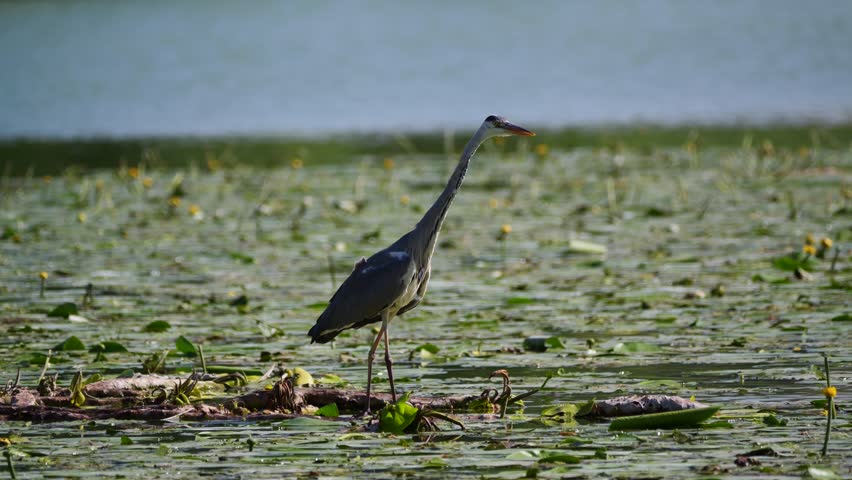 A grey heron poised gracefully among lily pads and yellow flowers in a calm wetland environment