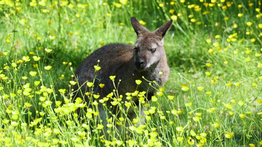 A Wallaby standing among bright yellow buttercups in a sunlit grassy field, displaying calm wildlife scene