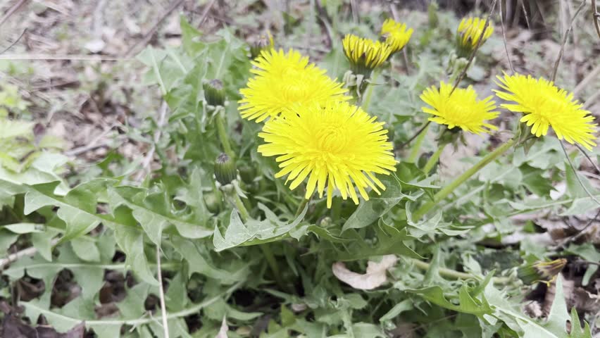 Yellow dandelion flowers on green meadow in springtime