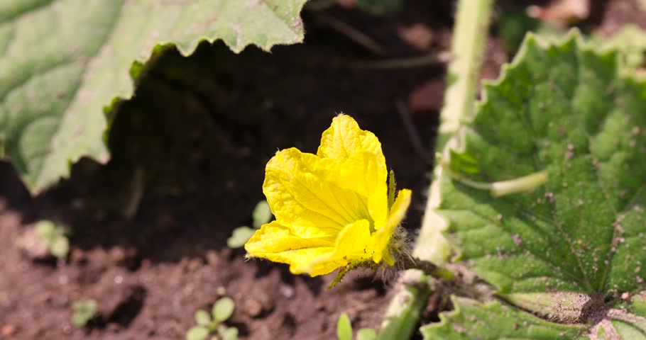 small yellow melon flowers in the field, green foliage and yellow melon flowers for food, a plant on fertile soil in a cold climate