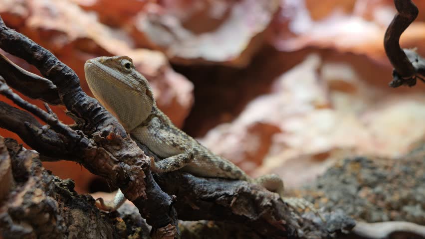 A lizard rests on a branch blending into the rocky background, showcasing its natural camouflage