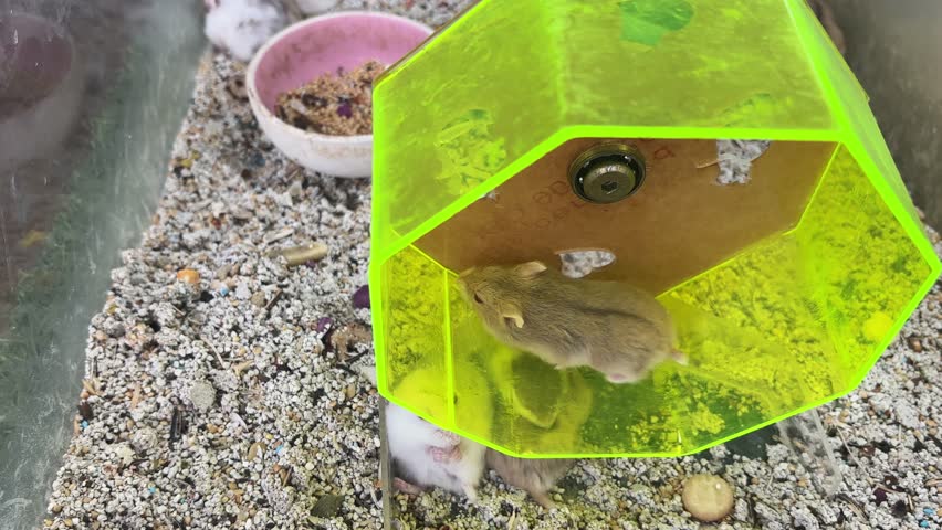 Little hamsters are running around in a wheel in an aquarium for sale at a pet store