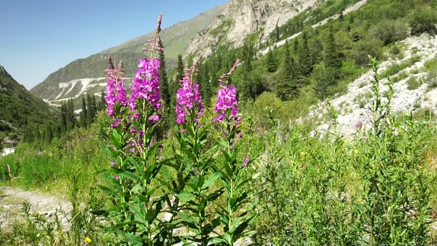 Fireweed flowers move in the wind, set against a mountainous landscape with green foliage and coniferous trees, highlighting the plants ecological and medicinal significance in natural habitats
