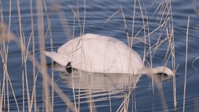 Swan Swimming in Reed Bed Covered with Pearly Water Droplets – Wildlife Habitat - Powered by Shutterstock - Get 15% off with code: PIKWIZARD15