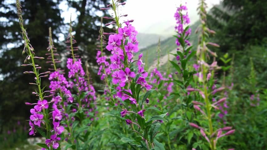 Fireweed blossoms move in the wind amid lush alpine vegetation. Mountain slopes, rocky paths and evergreen trees create natural landscape. Sunlight highlights wildflowers and scenic wilderness.