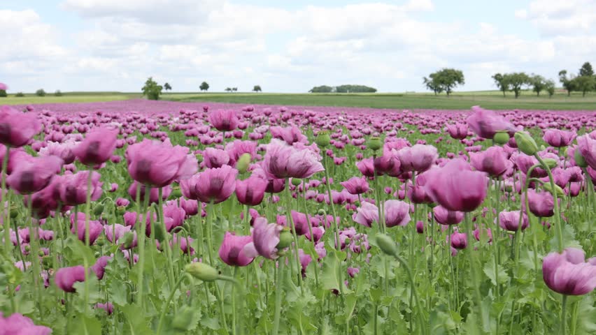 Field of red and purple poppies in the wind