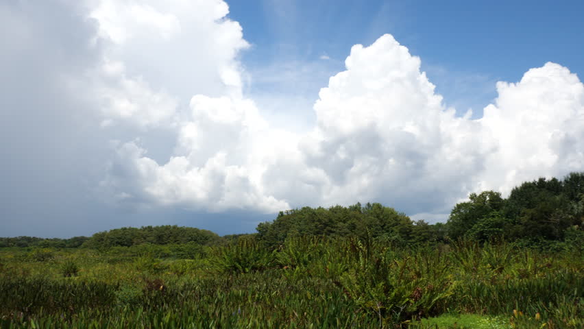 Right-to-left pan across the marsh of Green Cay Wetlands, Boynton Beach, Florida to the boardwalk as a gigantic storm cloud approaches