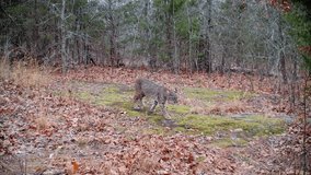 Small bobcat in the woods, sniffing and looking around in light snowfall on a blustery winter day - Powered by Shutterstock - Get 15% off with code: PIKWIZARD15