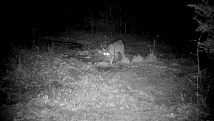 Bobcat sniffing the ground at night in winter, then walking out of the view to the right