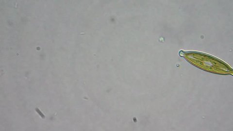 Live diatom algae and bacterias under microscope. magnification 600X