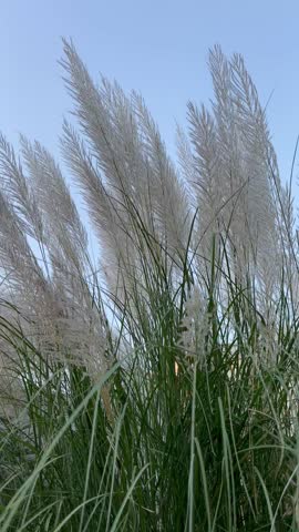Footage of Kans grass (Saccharum spontaneum) with tall white plumes swaying naturally in the wind. perfect for environmental, landscaping, agriculture, ecology, nature, and seasonal background 