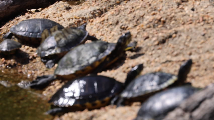 turtles swimming among the minnows