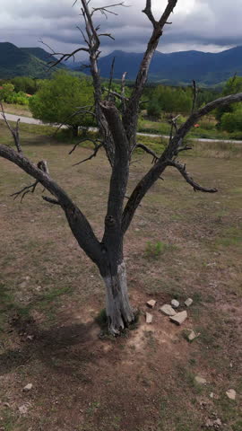 Drone footage of a lone dry tree in Bulgaria’s Stara Planina, with dramatic volumetric clouds and distant rain, revealing rugged mountains and a moody, cinematic landscape.