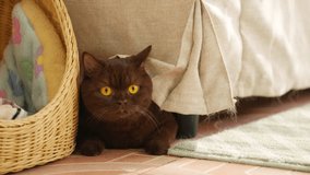 Domestic feline pet chocolate brown cat playing in living room. Happy British Shorthair breed indoor cat lying down and relaxing under sofa. Kitten cat living with human owner at home. - Powered by Shutterstock - Get 15% off with code: PIKWIZARD15