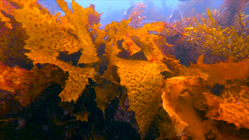 A Port Jackson shark swimming among seaweed and sandy reef at Shelley Beach, Sydney, Australia.