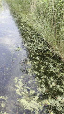 Beautiful trees and river in park at summer. Camera moving