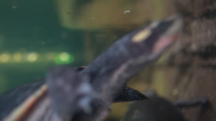 turtles swimming among the minnows