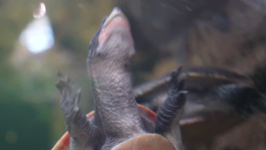 turtles swimming among the minnows