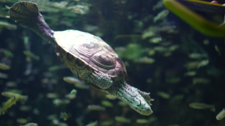 turtles swimming among the minnows