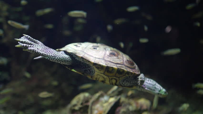 turtles swimming among the minnows