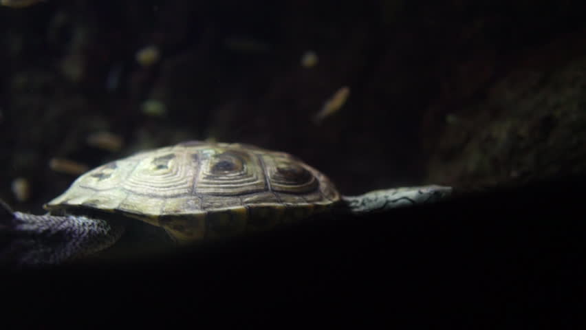 turtles swimming among the minnows