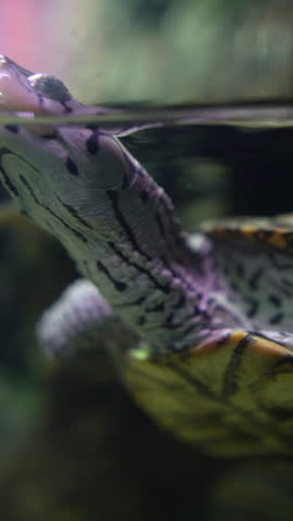 turtles swimming among the minnows