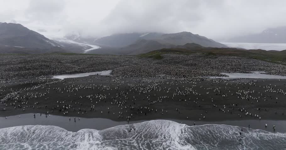 4K drone aerial of the world’s largest king penguin colony with over 400,000 penguins in South Georgia, Antarctica. Penguins fill the valley floor with glaciers and mountains in the background.