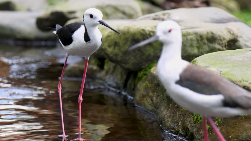 Close up of a Pied Stilt on the edge of a pond in a park
