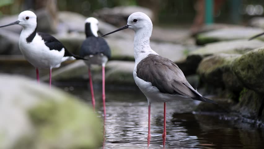 Close up of a Pied Stilt on the edge of a pond in a park