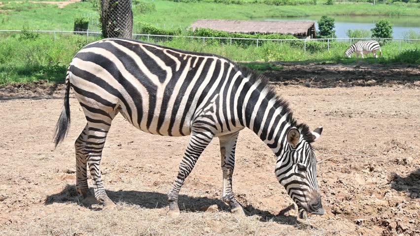 Zebra living in the wildlife conservation area in Thailand. Zebra is species of African horse family unique with having black an white strippit coats.