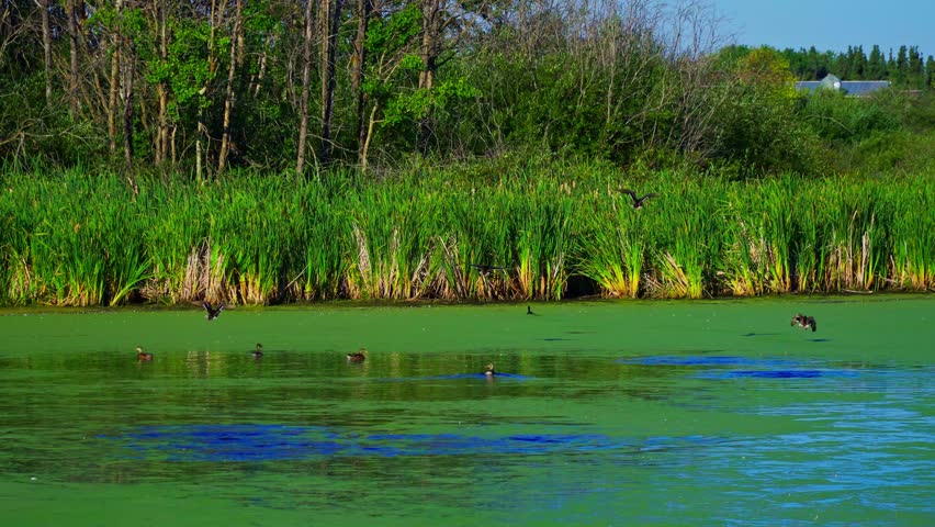 Ducks in Flight from Water in Summer