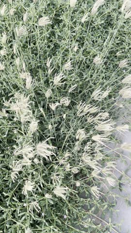 Fountain grass with feathery plumes swaying in the wind, a decorative ornamental grass adding texture and movement to gardens, landscapes, and natural scenery.