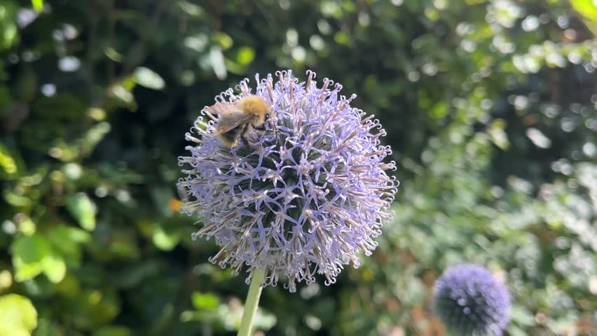 bees on a purple flower