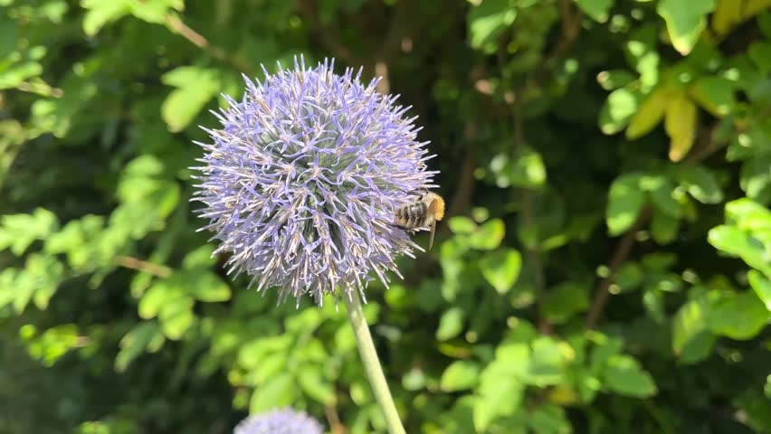 bees on a purple flower