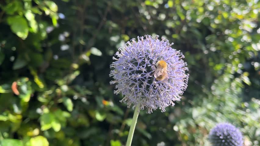 bees on a purple flower