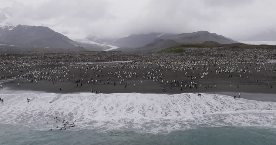 Drone aerial 4K footage of the world’s largest king penguin colony at South Georgia Island, Antarctica. Over 400,000 penguins along the beach with mountains and glaciers in the background.