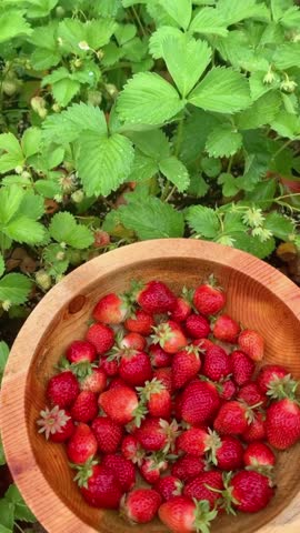 Strawberry plant with green leaves. nature theme