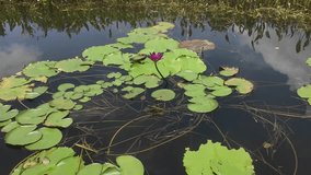 HD video of a tranquil lotus pond under sunlight with blooming flowers and calm water reflections, perfect serene nature background for relaxation, travel, wellness, eco and documentary projects - Powered by Shutterstock - Get 15% off with code: PIKWIZARD15