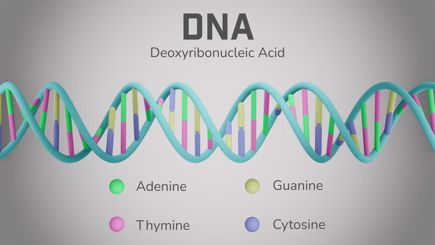 Rotating 3D animation of DNA double helix with labeled bases Adenine, Thymine, Guanine, and Cytosine. Color-coded nucleotides illustrate genetic pairing for biology, molecular science, and education.