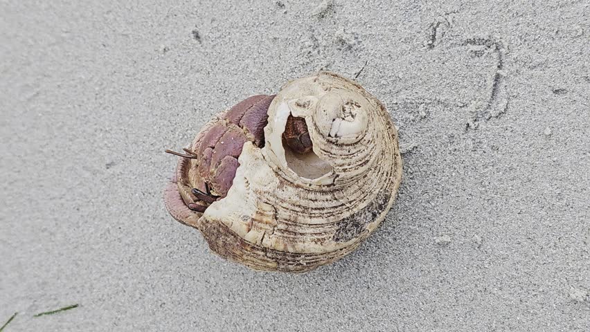 Hermit Crab with Shell on Sandy Beach A close-up of a hermit crab carrying a seashell on its back while moving across sandy beach ground.