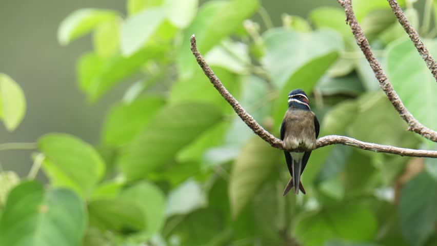 Whiskered Treeswift (Hemiprocne comata) on a branch bird watching in the forest