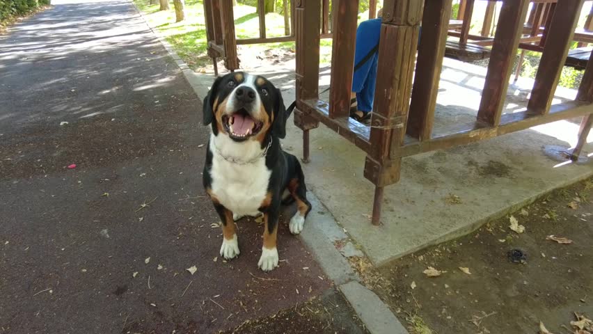 An Entlebucher Mountain Dog waits for its owner near a gazebo in a city park.