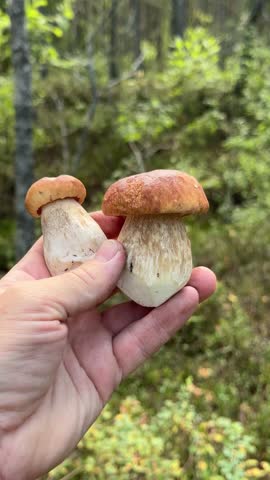 Hand showing two perfect boletus edulis mushrooms freshly picked in a green forest