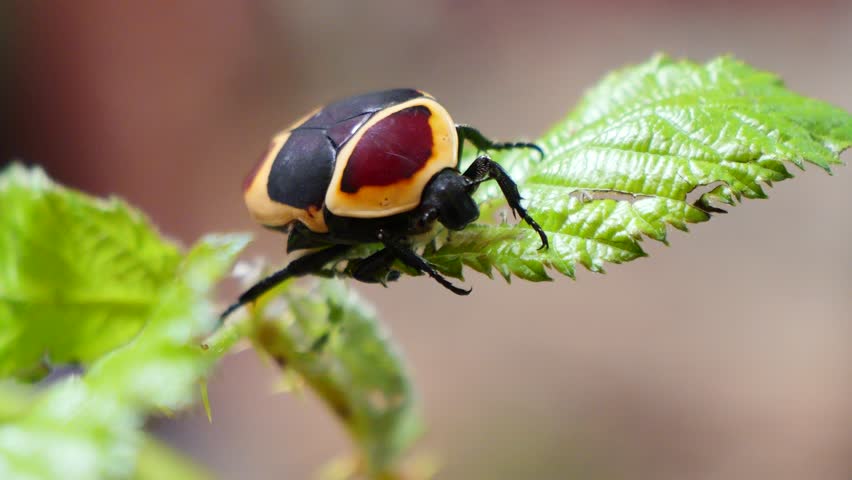 A beetle perched on a green leaf showing bold red and black shell