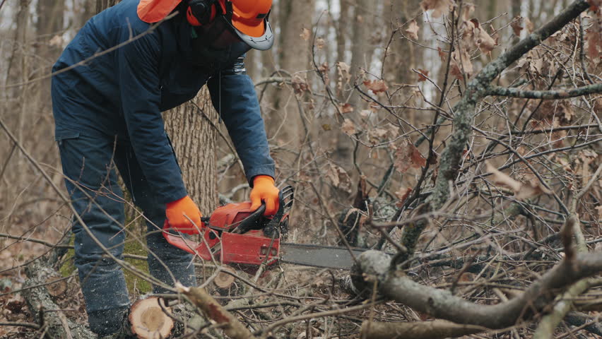 Lumberjack cutting branches with chainsaw in forest